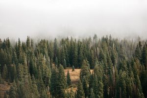 Can't see the wood for the trees?
